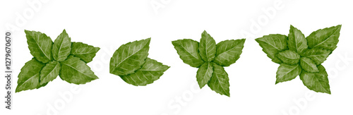 Set of fresh, green spicy mint leaves. Vector graphics.