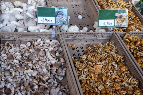 Photography Fresh ripe organic seta shitake mushrooms on farmers market on Tenerife, Canary
