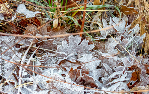 Winter leaves