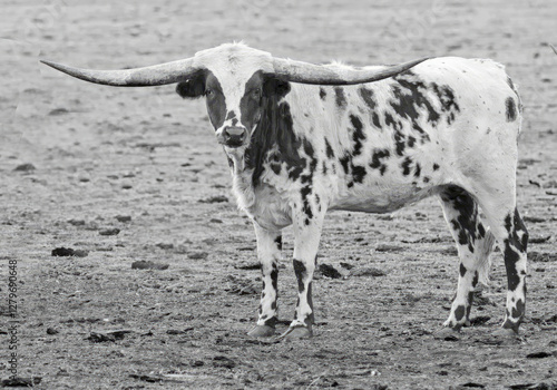 Wallpaper Mural farm animals, cows with horns, long horns on a cow, bull horns, bovine with horns, agriculture,  livestock, cattle with horns Torontodigital.ca