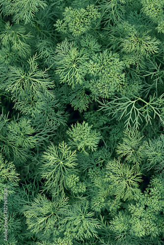 Anise-like aromatic foliage of dill herb thrives in a verdant garden, the feathery leaves creating a mesmerizing natural background ideal for culinary and botanical themes photo