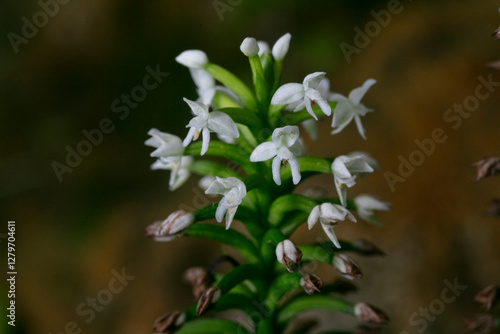 crepidium acuminatum -Jeevak orchid flowers photo