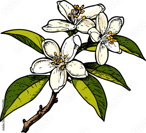 Orange blossom flowers vector sketch. White flowers on a branch of a blooming orange tree.