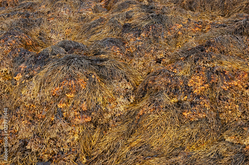 Closeup of brown seaweed (Bladderwrack) at low tide photo