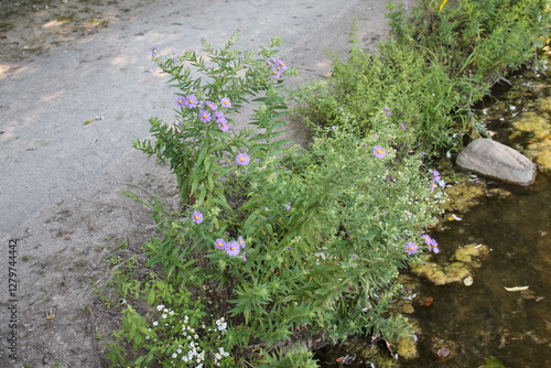 A sample of New England Aster (Symphyotrichum Novae-angliae) in the Aster family, growing in Ontario Canada. -Captured by MIROFOSS photo