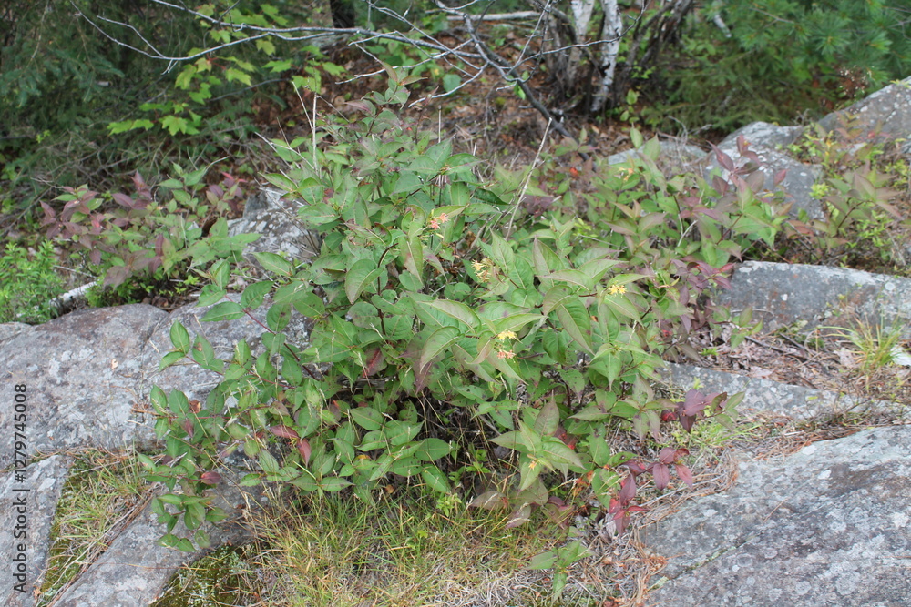 Fototapeta premium A sample of Northern Bush Honeysuckle (Diervilla Lonicera) in the Honeysuckle family, growing in Ontario Canada. -Captured by MIROFOSS