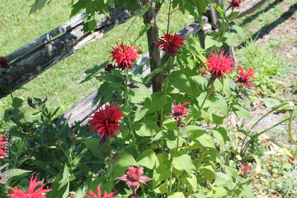 Naklejka premium A sample of Scarlet Bee Balm (Monarda Didyma) in the Mint family, growing in Ontario Canada. -Captured by MIROFOSS