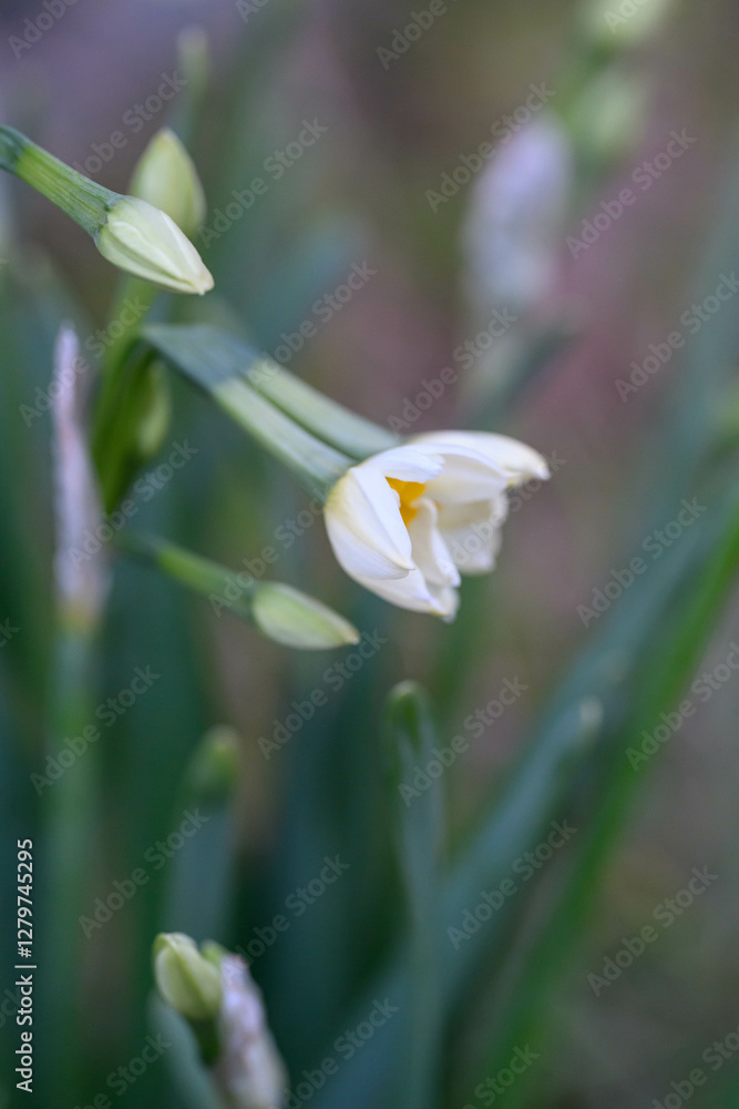 寒い冬の散歩道に咲く水仙の花