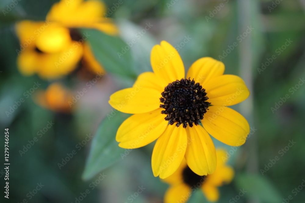 A sample of Black Eyed Susan (Rudbeckia Hirta) in the Aster family, growing in Ontario Canada. -Captured by MIROFOSS A sample of Black Eyed Susan (Rudbeckia Hirta) in the Aster family, growing in Ontario Canada. -Captured by MIROFOSS