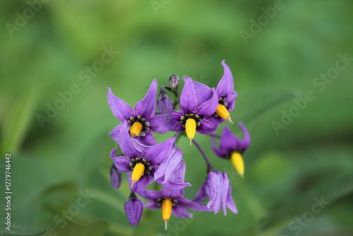 Foto A sample of Bittersweet Nightshade (Solanum Dulcamara) in the Nightshade family, growing in Ontario Canada