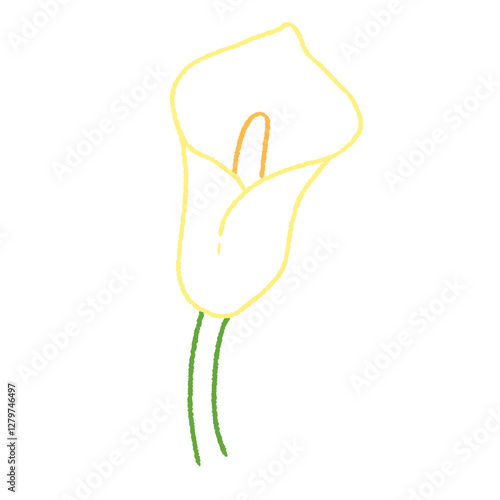 cute white calla lily flower doodle hand drawn line art illustration