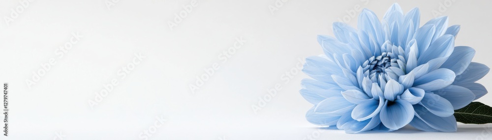 Obraz premium Soft Blue Flower on Light Background with Delicate Petals and Gentle Shadows for Elegant Floral Designs