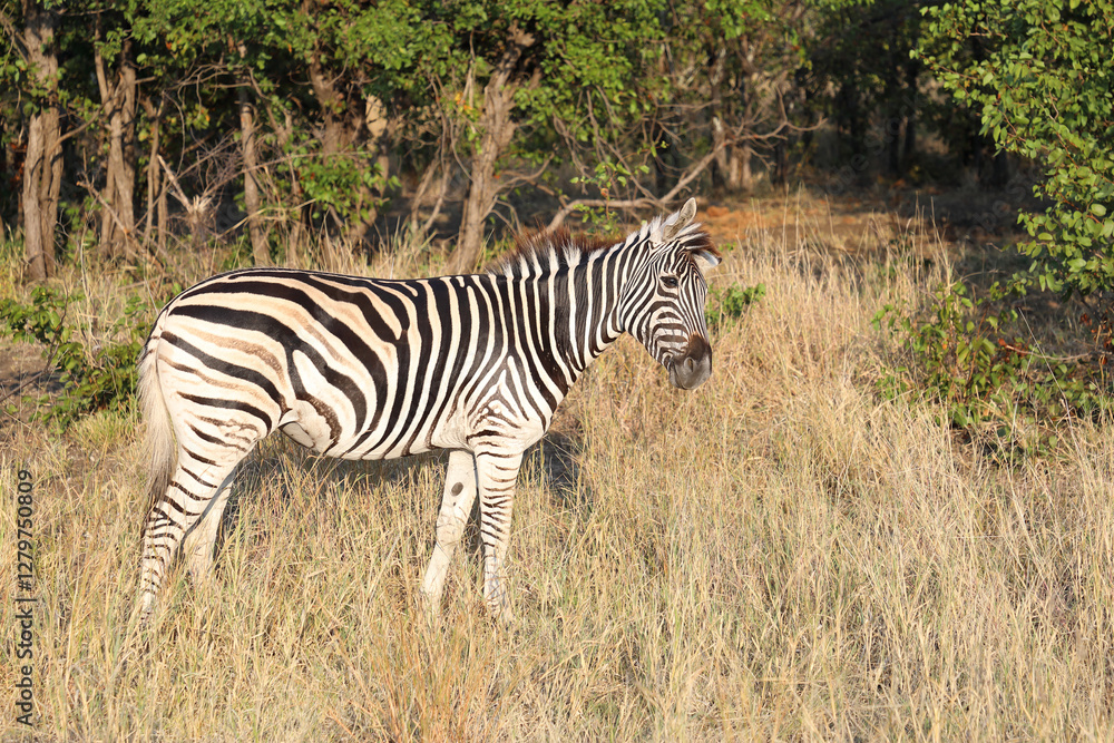 Obraz premium Steppenzebra / Burchell's zebra / Equus quagga burchellii