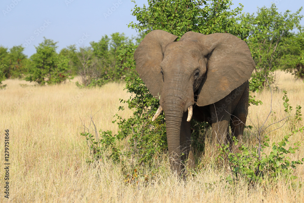 Fototapeta premium Afrikanischer Elefant / African elephant / Loxodonta africana