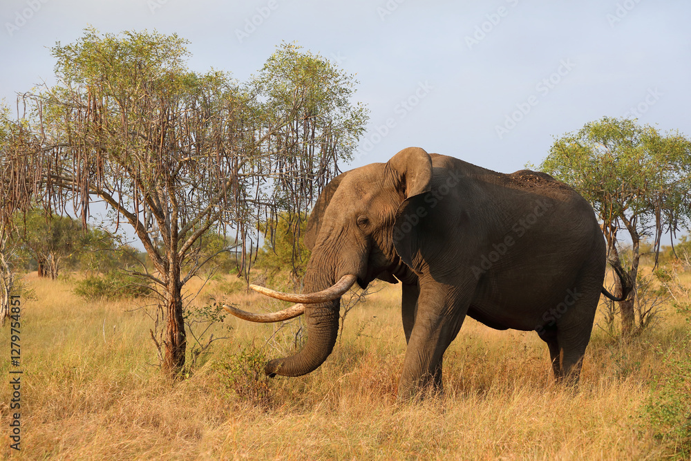 Fototapeta premium Afrikanischer Elefant / African elephant / Loxodonta africana..