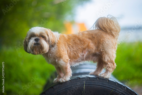 Fotografie shih tzu dog on a car tire in a park in summer