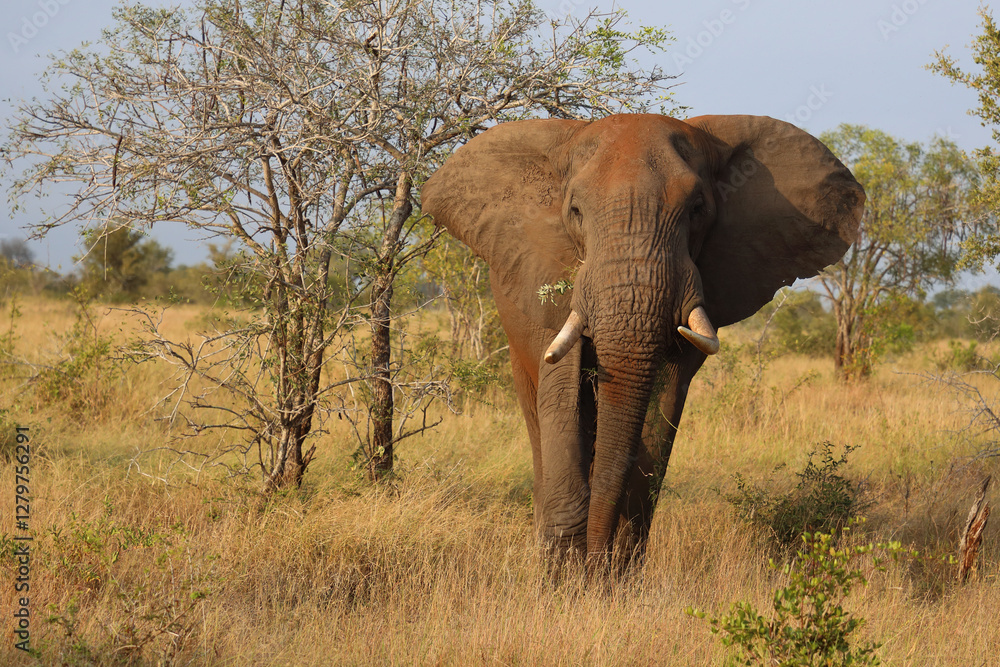 Obraz premium Afrikanischer Elefant / African elephant / Loxodonta africana..