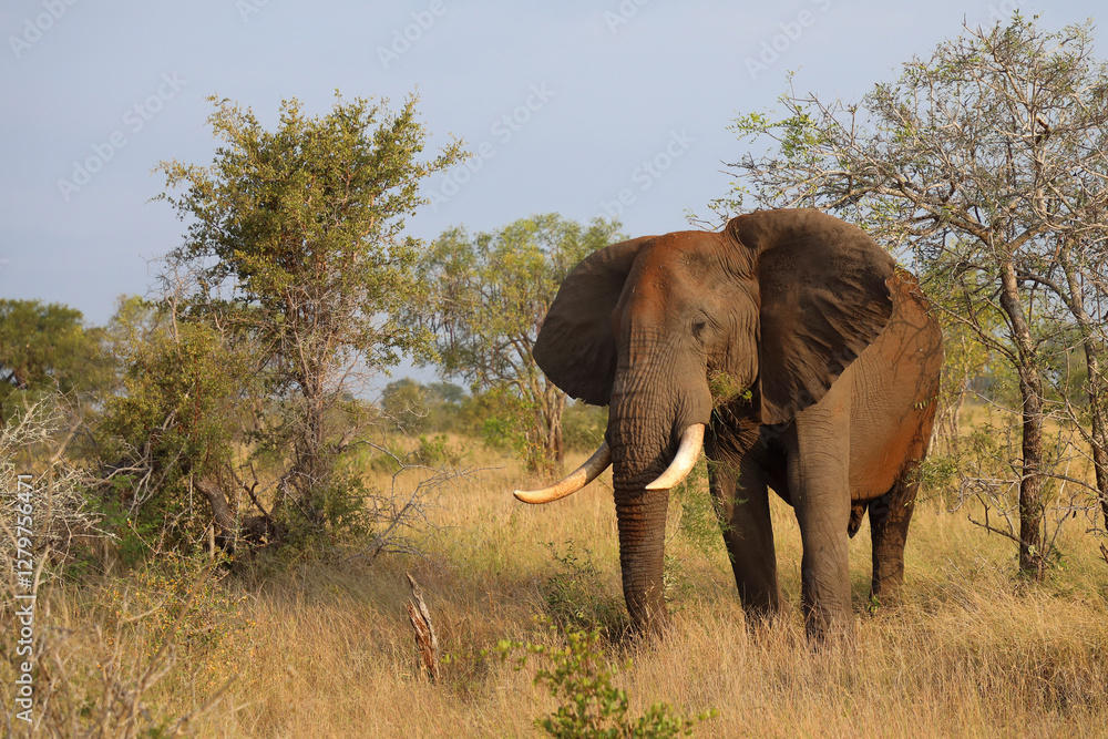 Fototapeta premium Afrikanischer Elefant / African elephant / Loxodonta africana..