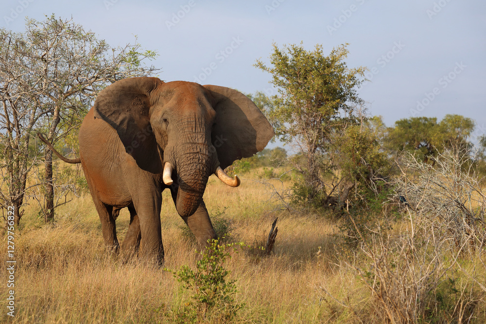 Fototapeta premium Afrikanischer Elefant / African elephant / Loxodonta africana..