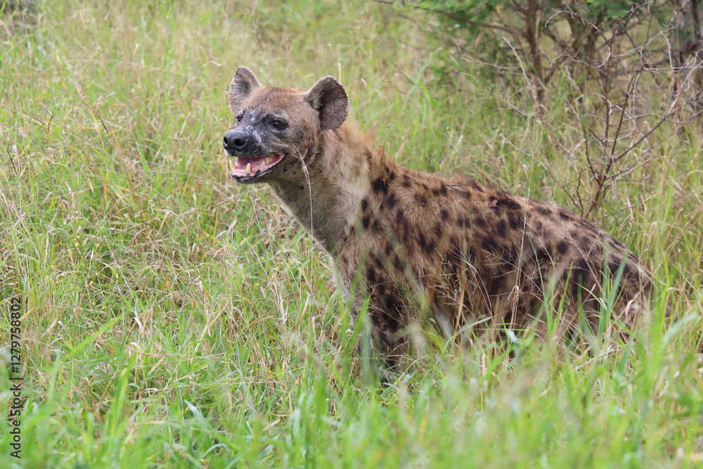 Tüpfelhyäne / Spotted hyaena / Crocuta crocuta..