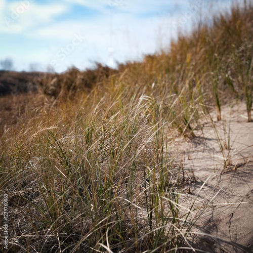 Dune grass and sand close up