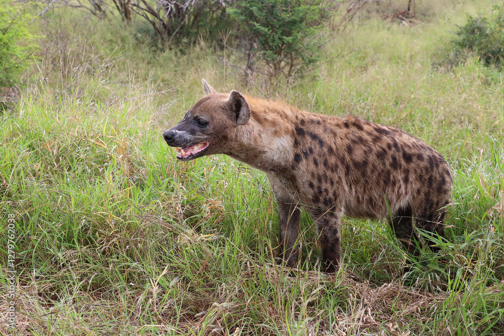 Tüpfelhyäne / Spotted hyaena / Crocuta crocuta.. Tüpfelhyäne / Spotted hyaena / Crocuta crocuta..