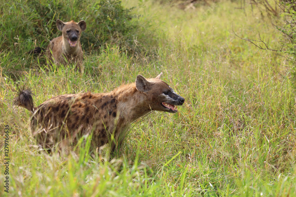 Tüpfelhyäne / Spotted hyaena / Crocuta crocuta.. Tüpfelhyäne / Spotted hyaena / Crocuta crocuta..