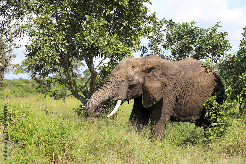 Fototapeta premium Afrikanischer Elefant / African elephant / Loxodonta africana