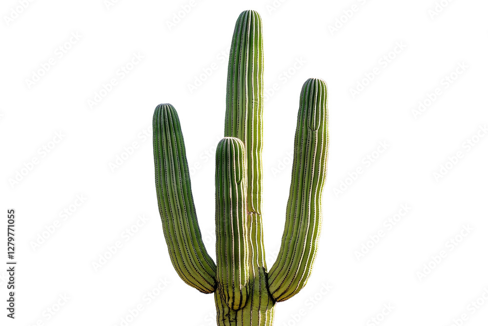 Tall Saguaro Cactus Against Clear Sky in Desert Landscape Setting Tall Saguaro Cactus Against Clear Sky in Desert Landscape Setting