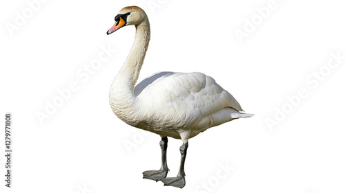 Fototapeta Naklejka Na Ścianę i Meble -  Elegant swan standing gracefully near water