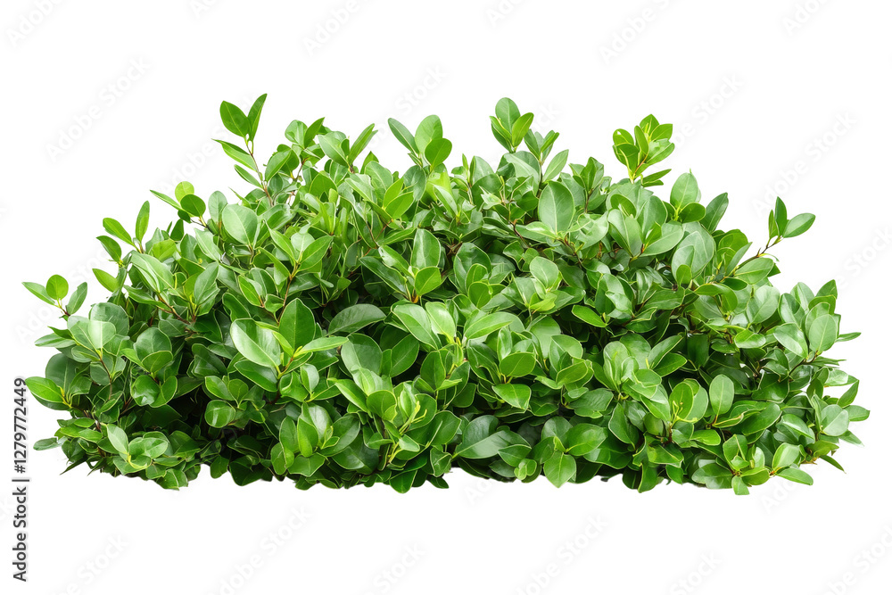 Lush Green Foliage with Vibrant Leaves Ideal for Nature Backgrounds Lush Green Foliage with Vibrant Leaves Ideal for Nature Backgrounds