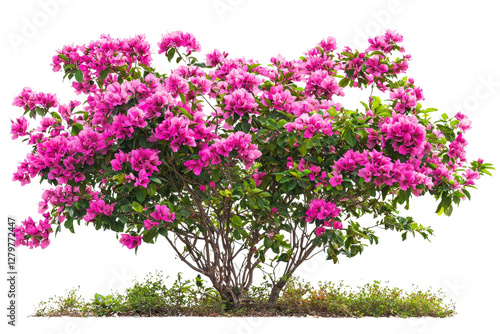 Vibrant Bougainvillea Bush with Bright Pink Flowers in Full Bloom