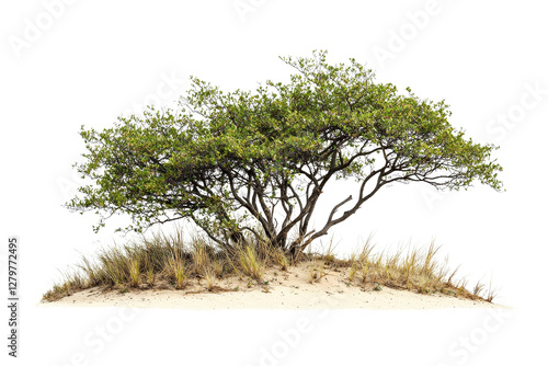 Small isolated tree on sand dune with grass in natural coastal environment
