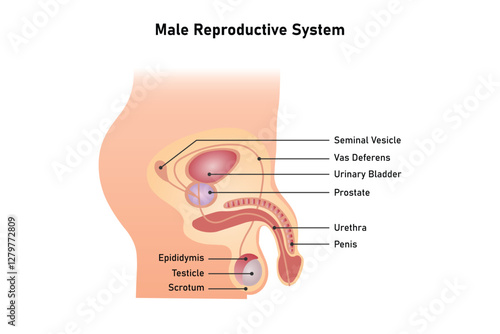 Male Reproductive System Science Design. Vector Illustration.
