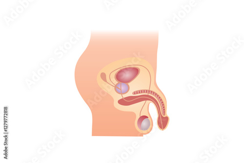 Male Reproductive System Science Design. Vector Illustration.