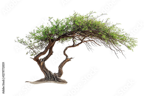 Unique Shaped Tree with Twisted Branches and Green Foliage Isolated on White