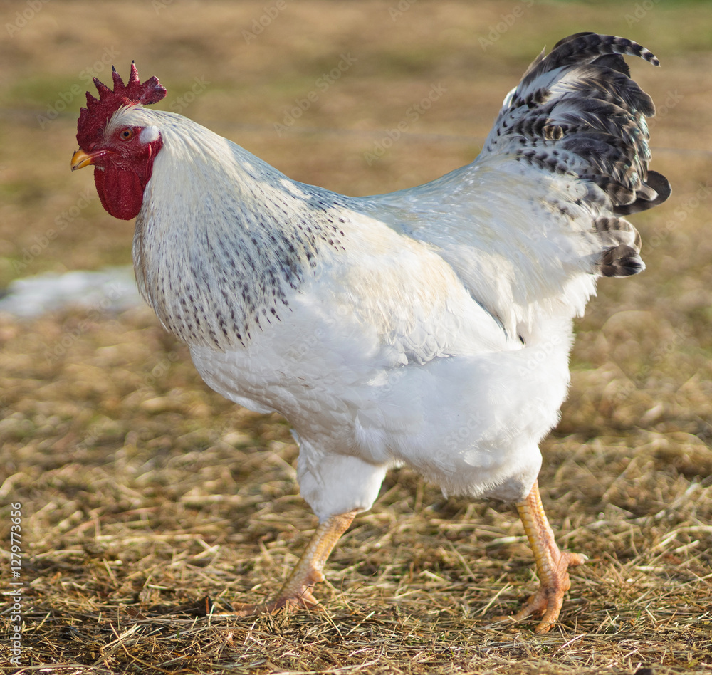Close-up of a chicken rooster free ranging across a winter field