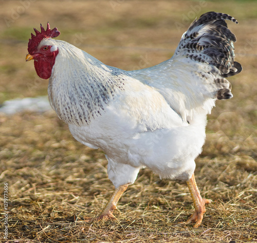 Obraz na płótnie Close-up of a chicken rooster free ranging across a winter field w salonie