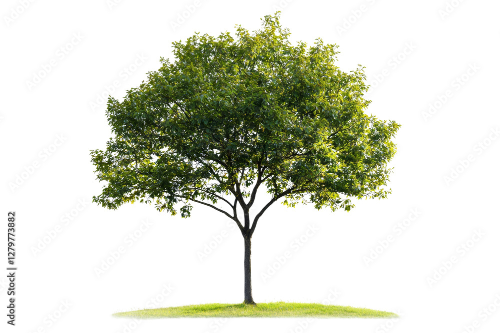 Lush Green Tree Standing Alone on a Grass Patch with Clear Background Lush Green Tree Standing Alone on a Grass Patch with Clear Background