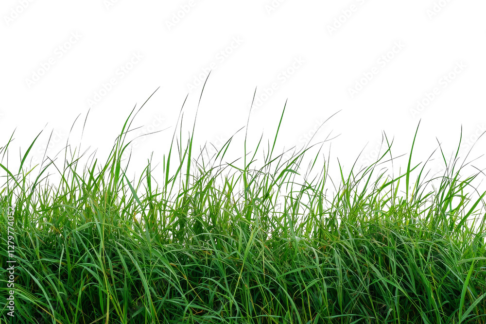 Obraz premium Lush Green Grass Grown in a Natural Environment with Clear Background