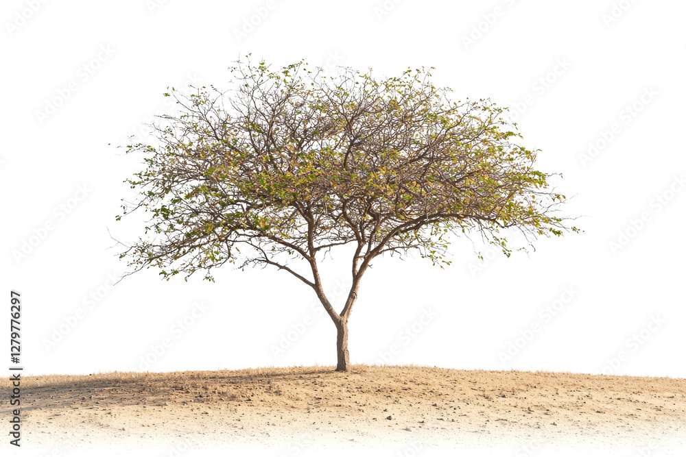 Solitary Tree with Sparse Foliage in Dry, Barren Landscape Under Clear Sky Solitary Tree with Sparse Foliage in Dry, Barren Landscape Under Clear Sky