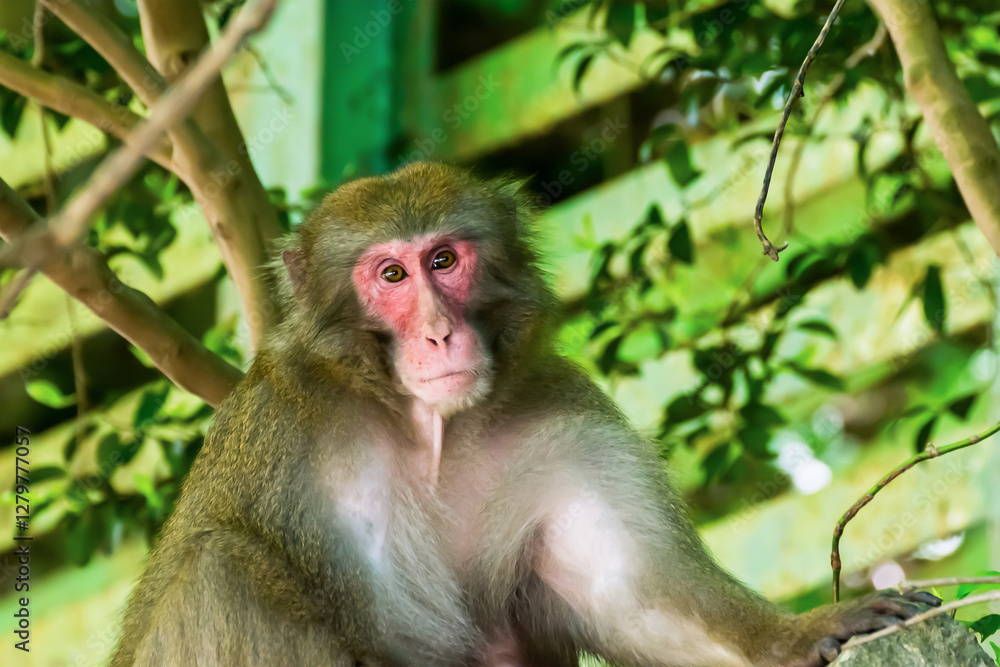 Close-up of Wild Japanese Macaque in Minoo Park, Osaka, Japan Close-up of Wild Japanese Macaque in Minoo Park, Osaka, Japan