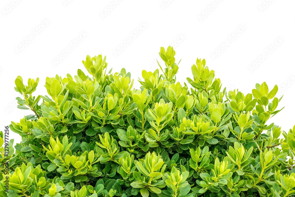 Obraz premium Vibrant Green Foliage Against a Clear Background with Fresh Leafy Growth