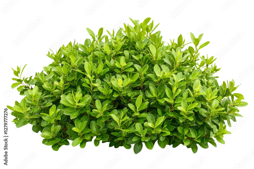 Obraz premium Lush Green Shrub with Vibrant Leaves Perfect for Landscape Design Projects