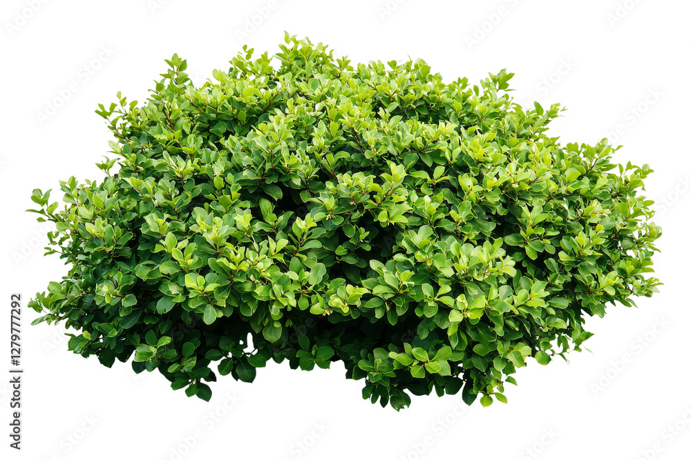 Obraz premium Lush Green Foliage of a Compact Shrub in Bright Natural Light
