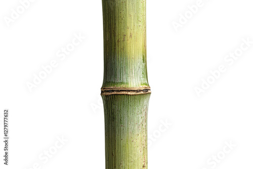 Close-Up of Green Bamboo Stem with Texture and Natural Background