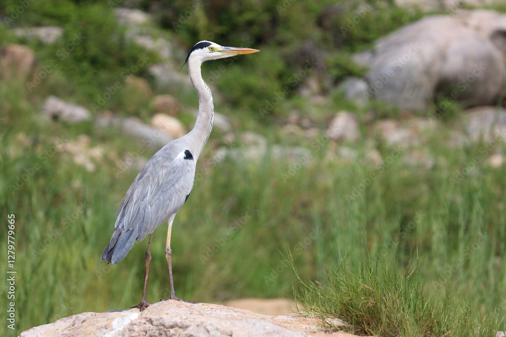 Afrikanischer Graureiher / Grey heron / Ardea cinerea Afrikanischer Graureiher / Grey heron / Ardea cinerea