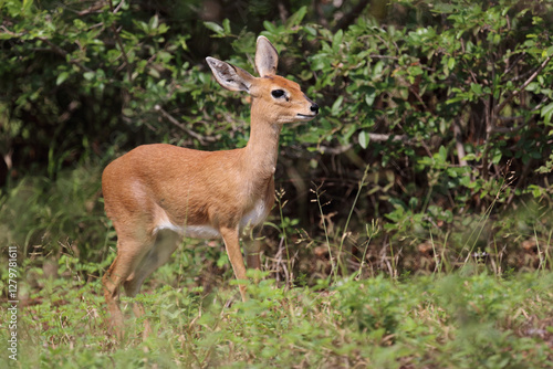 Afrikanischer Steinbock / Steenbok / Raphicerus campestris