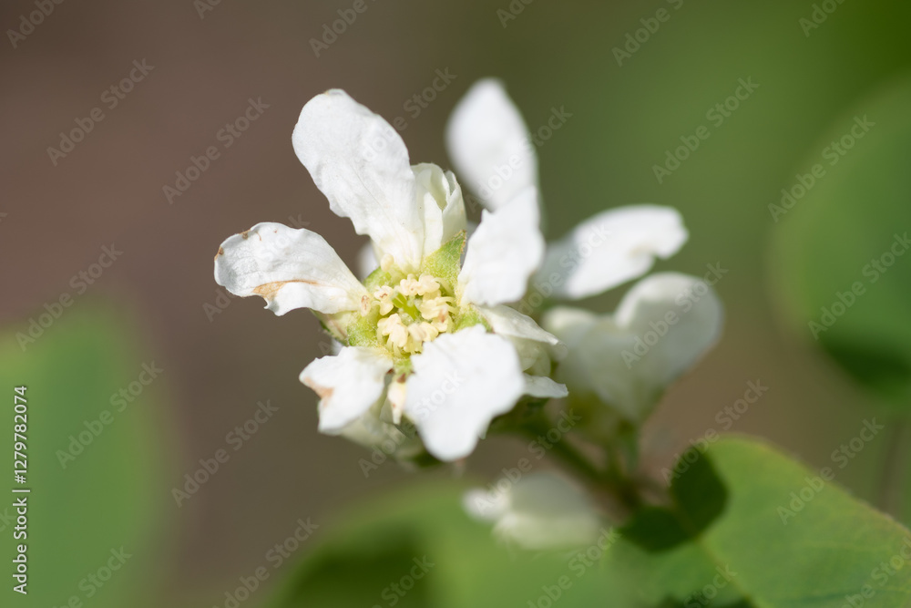 初夏のジューンベリーの花
初夏のジューンベリーの花