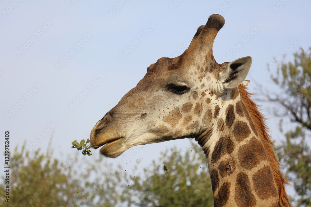 Giraffe / Giraffe / Giraffa camelopardalis Giraffe / Giraffe / Giraffa camelopardalis